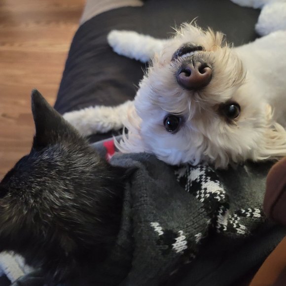 Meet your Posher, Sandra - Picture 1 of 1